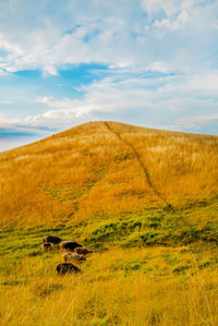 Scenic view of field against sky