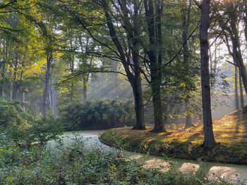 Scenic view of forest