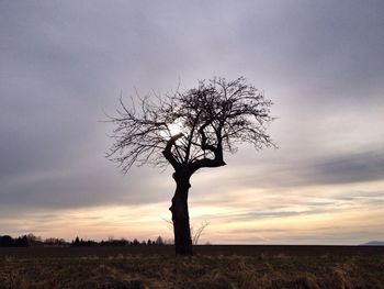 Bare tree on field