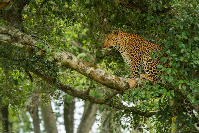 Leopard sits on tree branch looking down