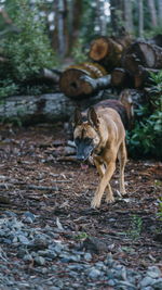 Belgian malinois playing in the woods