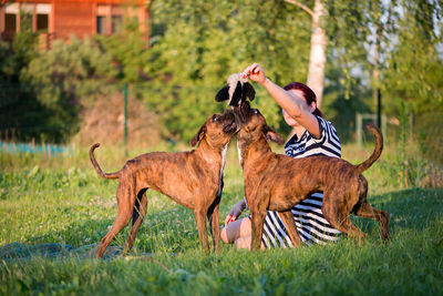 View of a dog on grassland