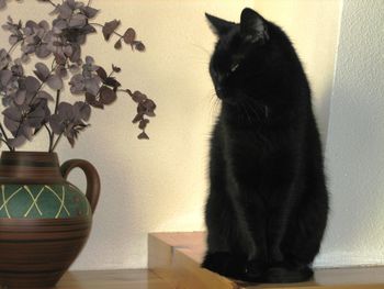 Cat lying on table