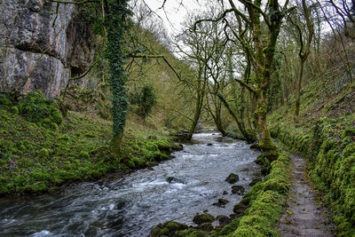 Stream flowing amidst trees in forest