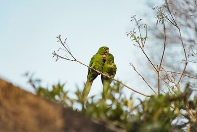 Bird perching on a plant