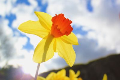 Low angle view of yellow daffodil growing against sky