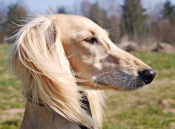 Close-up of dog on field