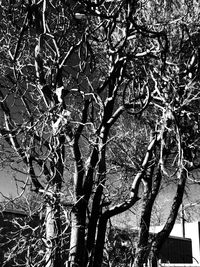 Low angle view of tree against sky