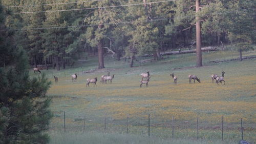 Flock of sheep grazing on field in forest