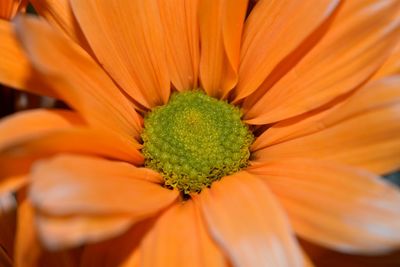 Close-up of orange flower