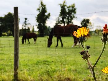 Horses on field