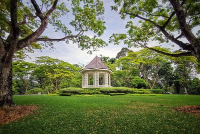 Trees in a park