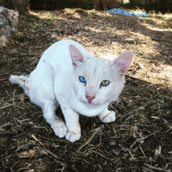 High angle portrait of cat on field