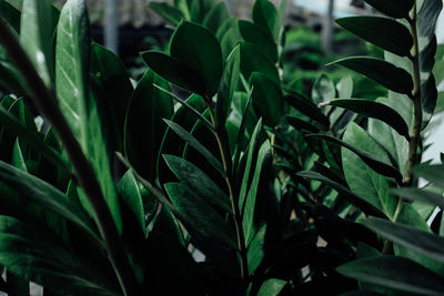 Close-up of fresh green plant