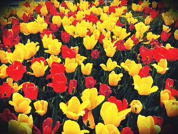 Full frame shot of multi colored tulips blooming outdoors