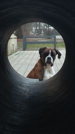 Close-up of dog