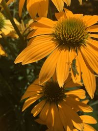 Close-up of yellow flower blooming outdoors