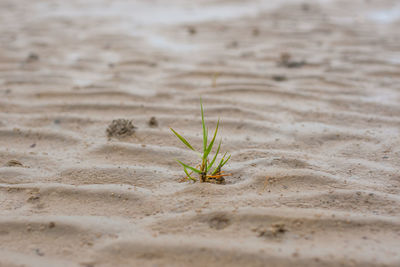 Close-up of plant on sand at beach