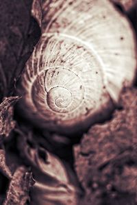 Close-up of snail