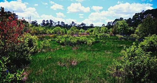 Plants growing on field