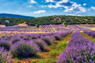 Purple flowering plants on field against sky