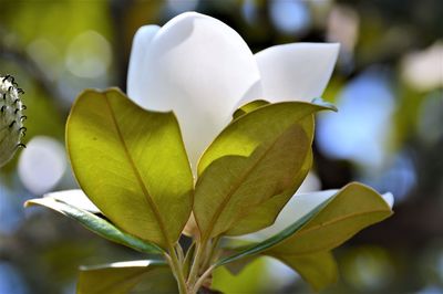 Close-up of white flowering plant