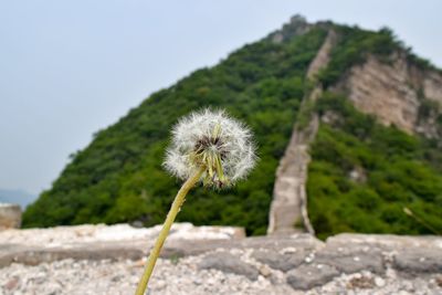 Close-up of dandelion flower growing on land against sky