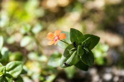 Close-up of flowers