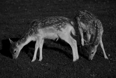 Close-up of a sleeping cat