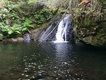 Scenic view of waterfall in forest