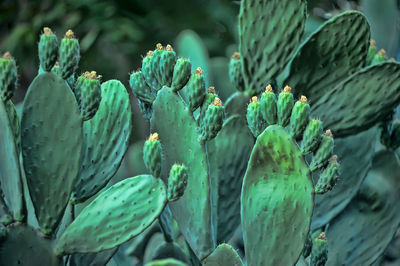 Close-up of succulent plant