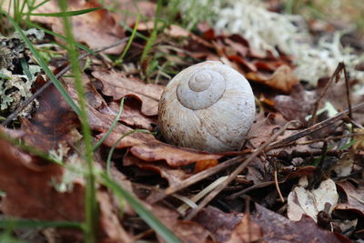 Close-up of snail on automne leaves