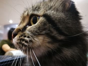 Close-up portrait of cat