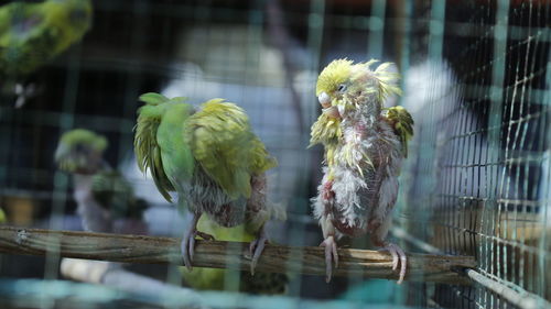 View of birds perching in cage