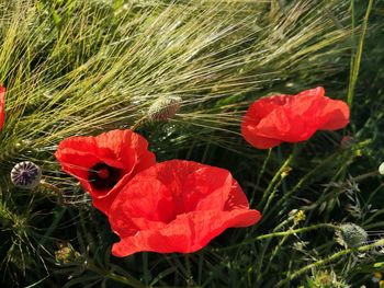 Close-up of red poppy flower on field