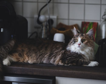 Close-up of cat sitting