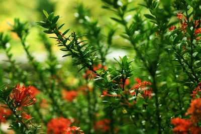 Close-up of orange flowering plant