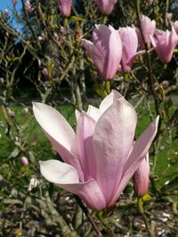 Close-up of flowers blooming outdoors