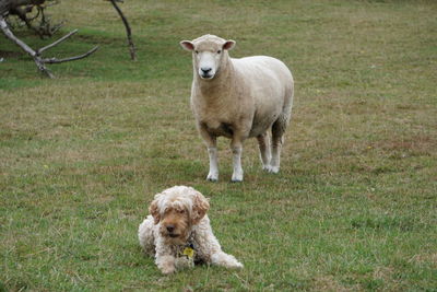 Portrait of sheep standing on field