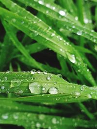 Close-up of raindrops on green leaves during rainy season