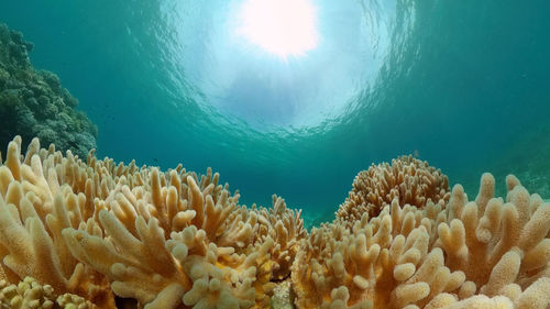 Close-up of coral in sea