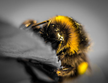 Close-up of bee on yellow flower