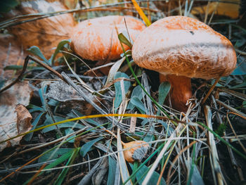 Close-up of mushroom growing on field