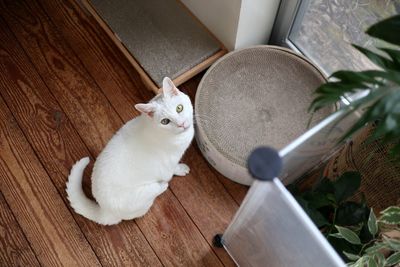 High angle view of cat on floor at home