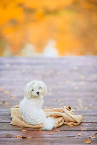 View of dog sitting on rock