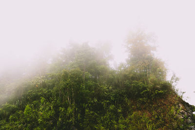 Trees in forest against sky