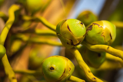 Close-up of fruits on tree