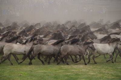 View of horses running on grass