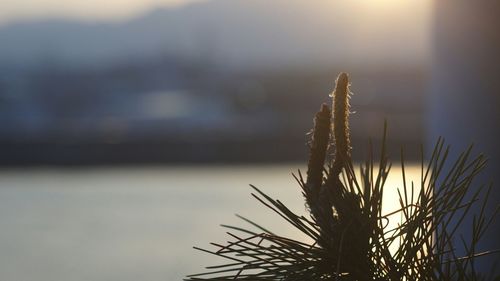 Close-up of fresh plant against sky