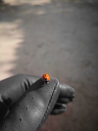 Close-up of ladybug on hand